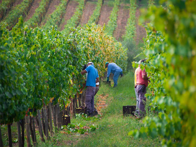 grape harvest in Irpinia
