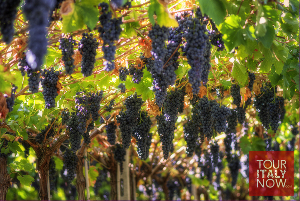 Valpolicella Italy vineyard wine