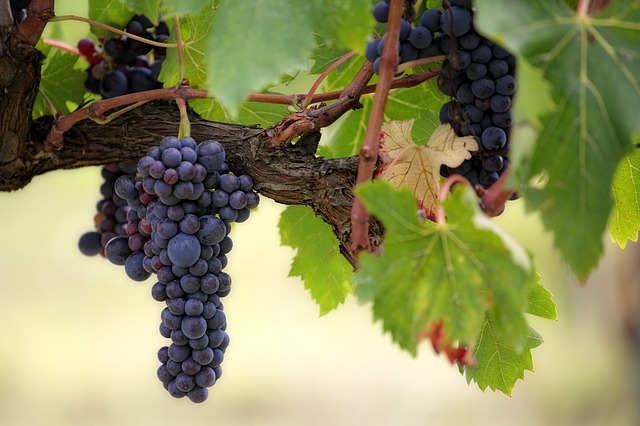 Grape Vines, Italy